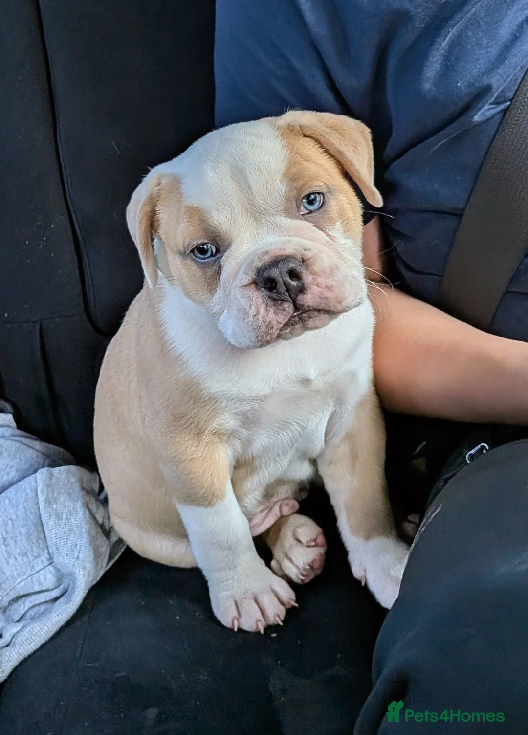 Olde English Bulldogge dogs for sale: Fawn & cream 7 week old English bulldog  in Clitheroe - Advert 2