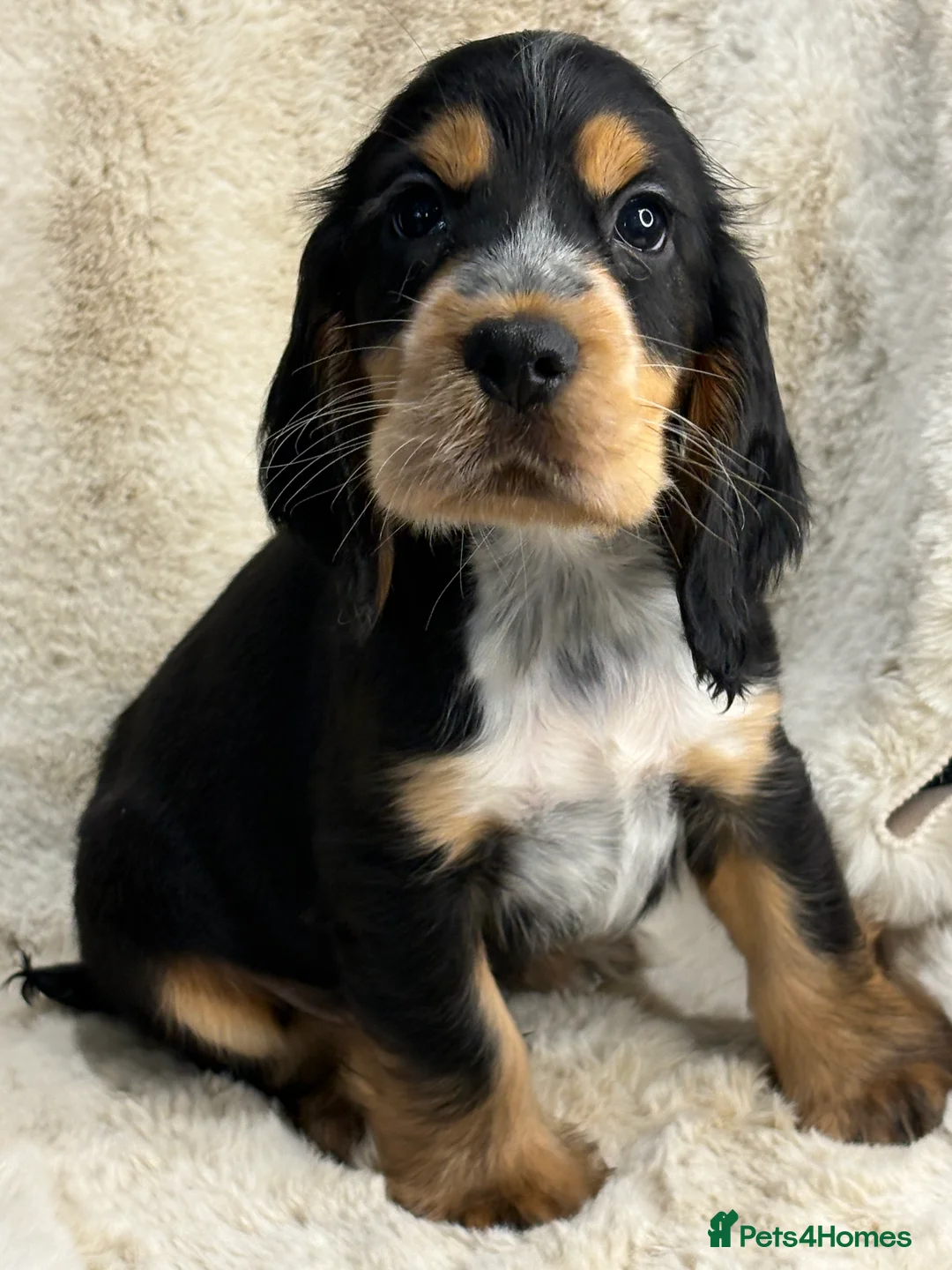 Cocker Spaniel dogs for sale: Top quality cocker spaniel pups  - Advert 9