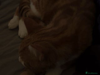 Domestic Shorthair cats - Advert 32