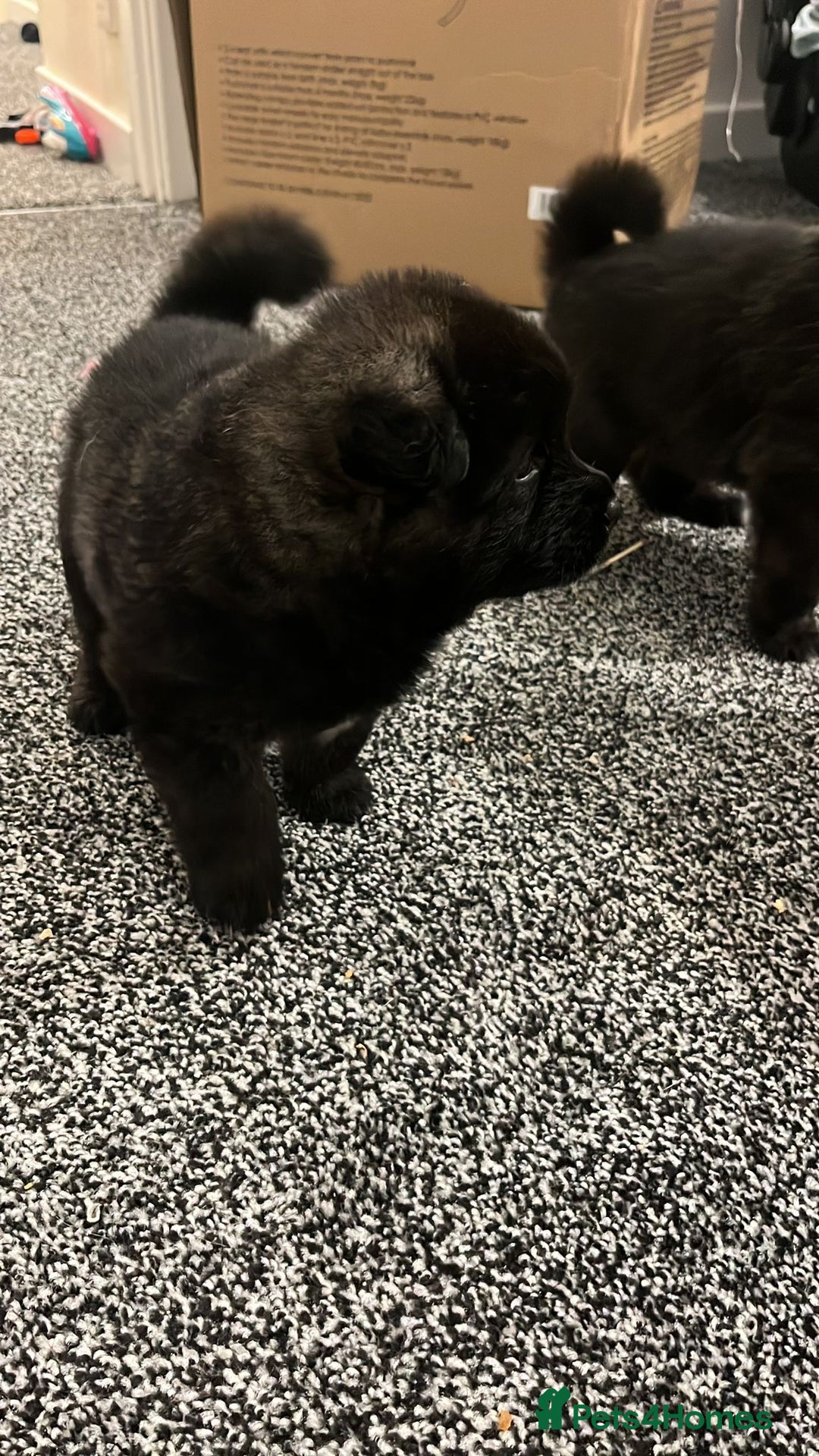 Akita dogs for sale: Akita puppies  - Advert 6