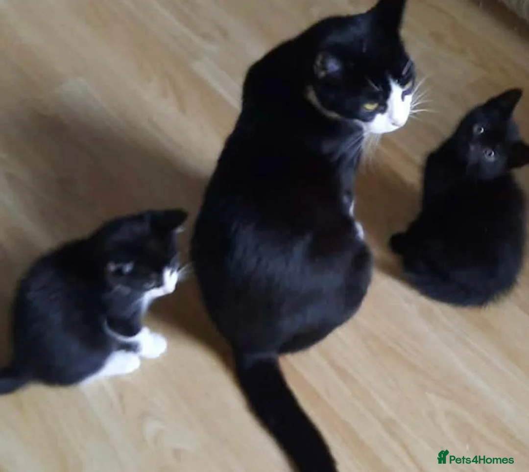 Mixed Breed cats for sale: Gorgeous kittens two boys  - Advert 17