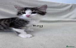 Mixed Breed cats for sale: Cute kittens looking for nice home  - Image 4