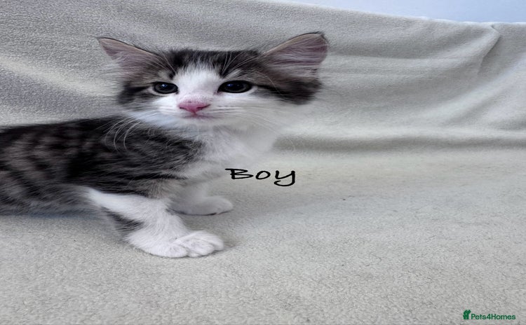 Mixed Breed cats - Advert 7