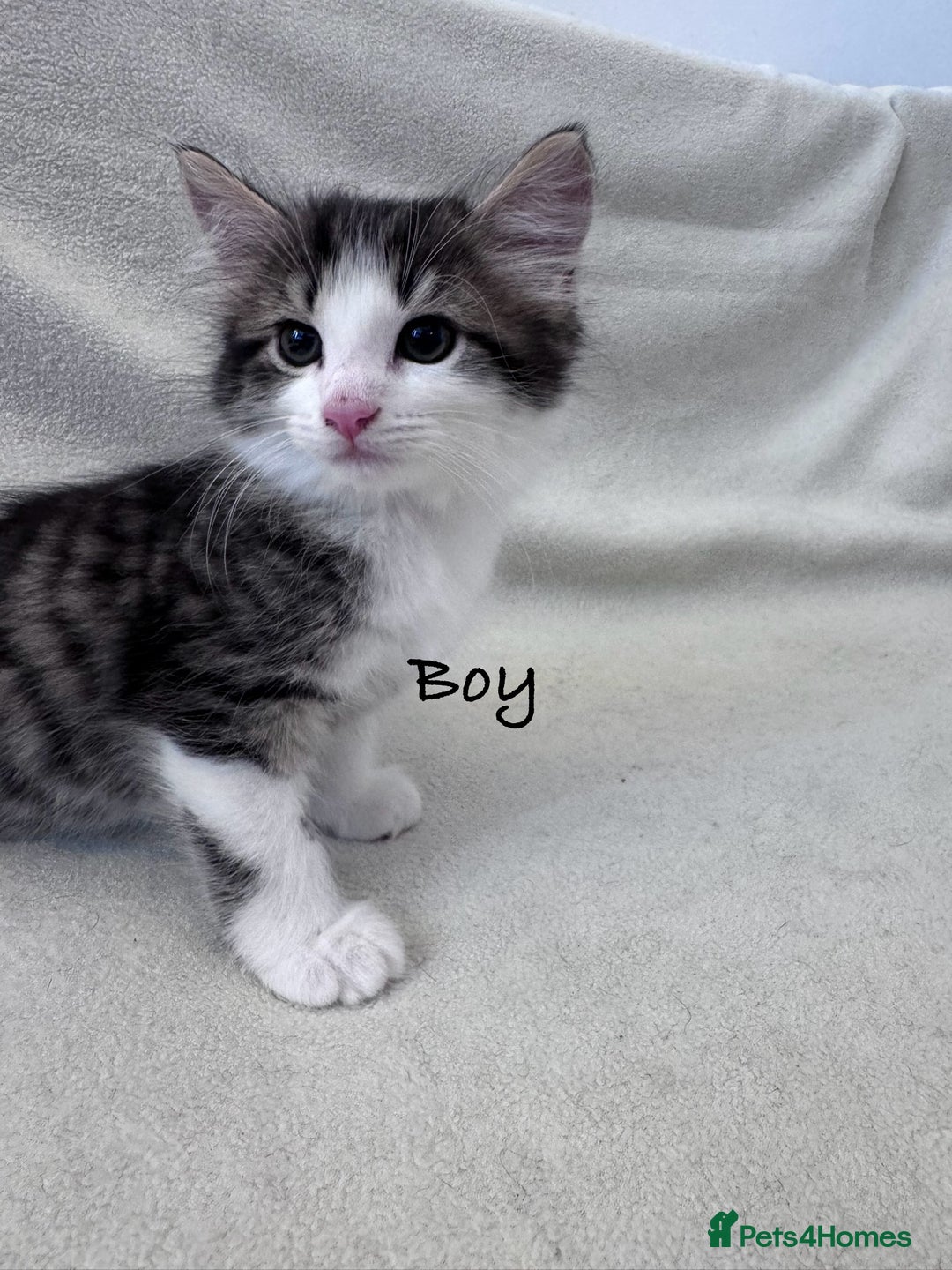 Mixed Breed cats for sale: Cute kittens looking for nice home  - Image 4
