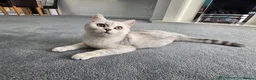 British Shorthair cats for sale: BSH snowqueen Narla  - Advert 1