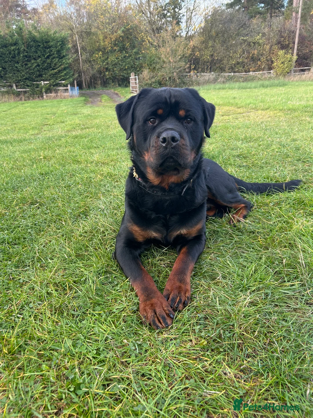 Rottweiler dogs for stud: Rottweiler DNA health tested,,EYE SCANNED  in Wellingborough - Advert 15