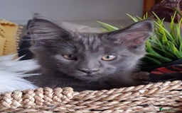 Maine Coon cats for sale: Maine coon purebred pedigre xl in Barnsley - Image 7
