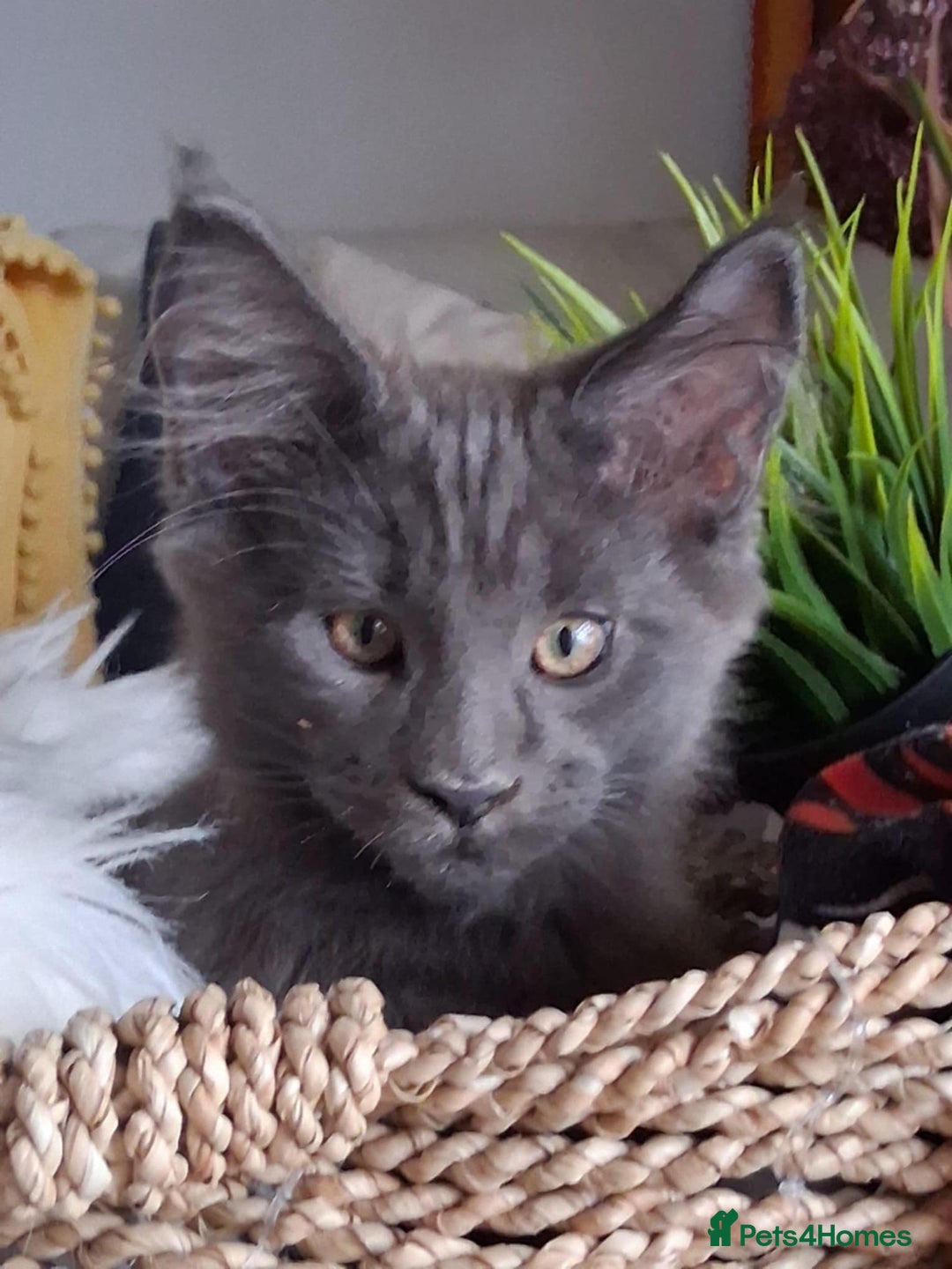 Maine Coon cats for sale: Maine coon purebred pedigre xl in Barnsley - Image 7