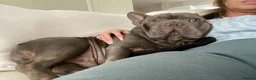 French Bulldog dogs for adoption: PERFECTLY BEHAVED SHY BOY NEEDS LOVE 💔 - Advert 6