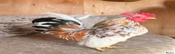 Chickens poultry for sale: Two serama cockerels for sale - Advert 4
