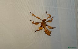 Stick Insects invertebrates for sale: Giant prickly stick insects - Box of 5 - Image 2