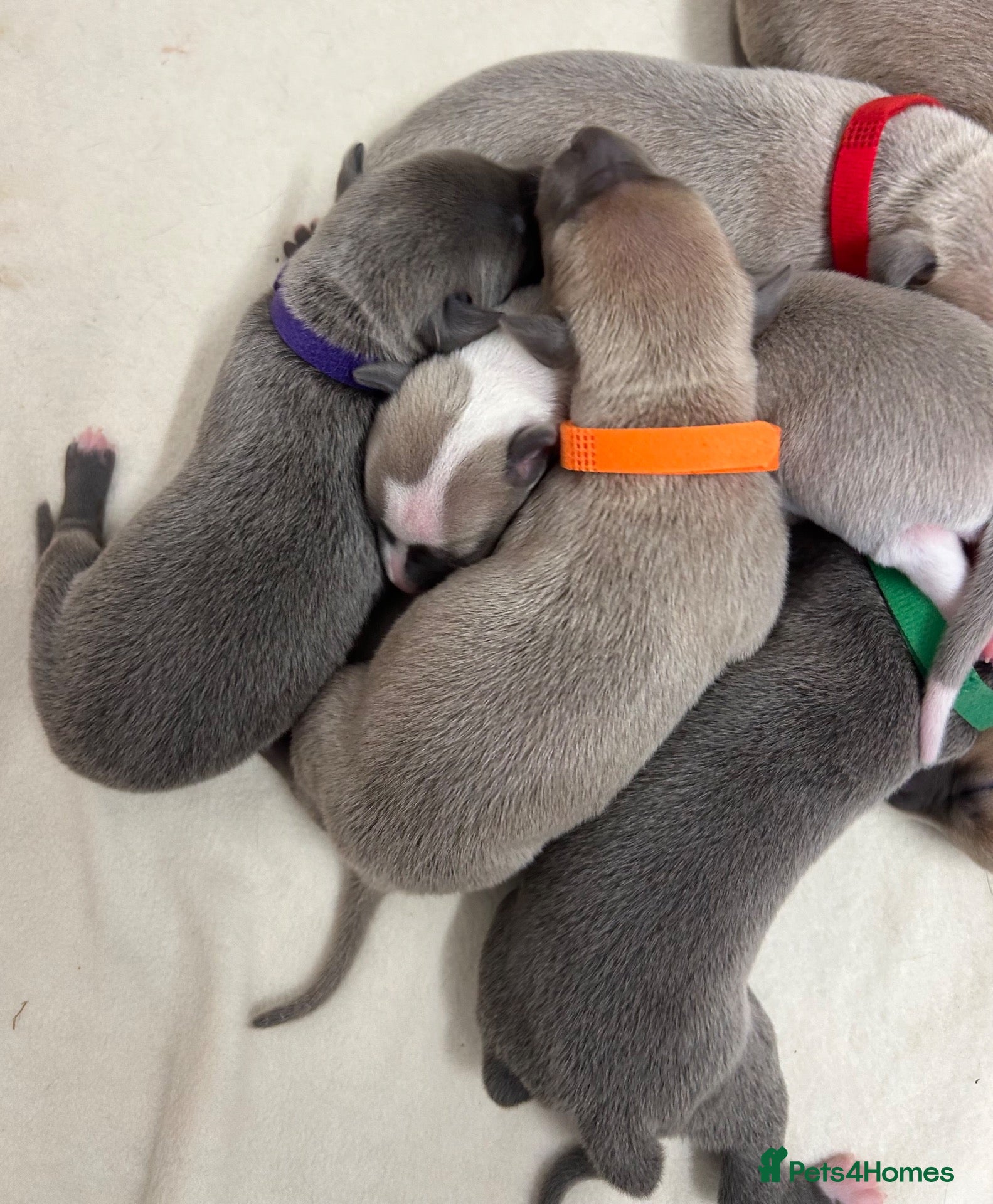 Whippet dogs Beautiful whippet puppies  - Advert 2