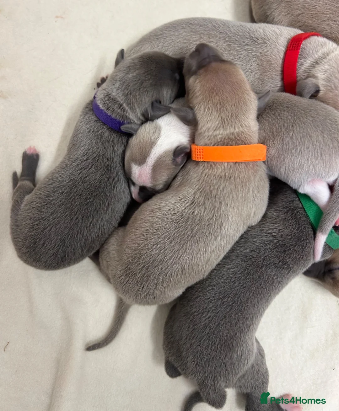 Whippet dogs for sale: Beautiful whippet puppies  - Advert 2
