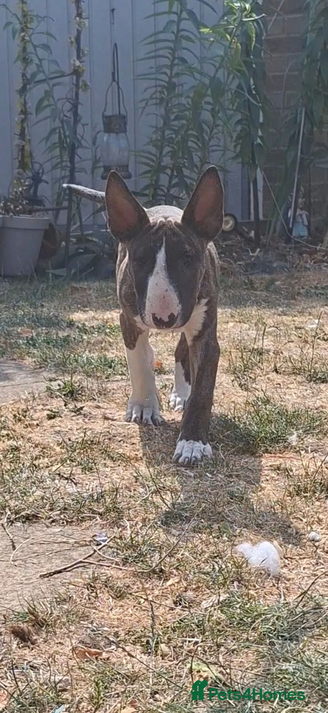 English Bull Terrier dogs for sale: Pick of the litter available  in Slough - Advert 2