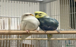 Budgerigars birds for sale: Budgies for sale bonded pair  - Advert 1