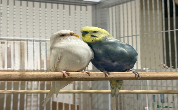 Budgerigars birds Budgies for sale bonded pair  - Advert 4