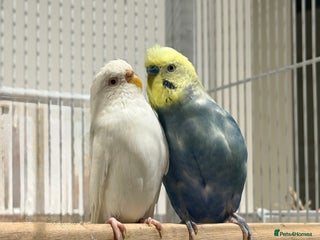 Budgerigars birds Budgies for sale bonded pair - Advert 8