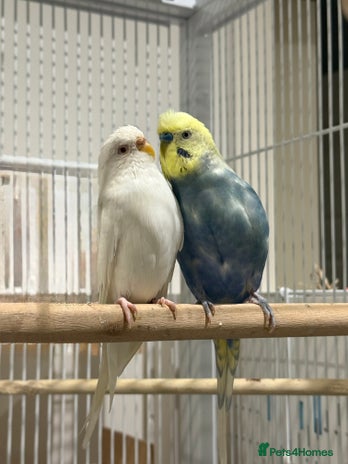 Budgerigars birds Budgies for sale bonded pair - Advert 2