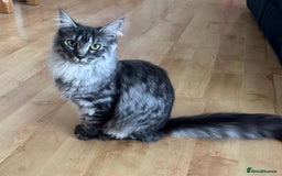 Maine Coon cats for sale: Mainecoon girl - Image 1