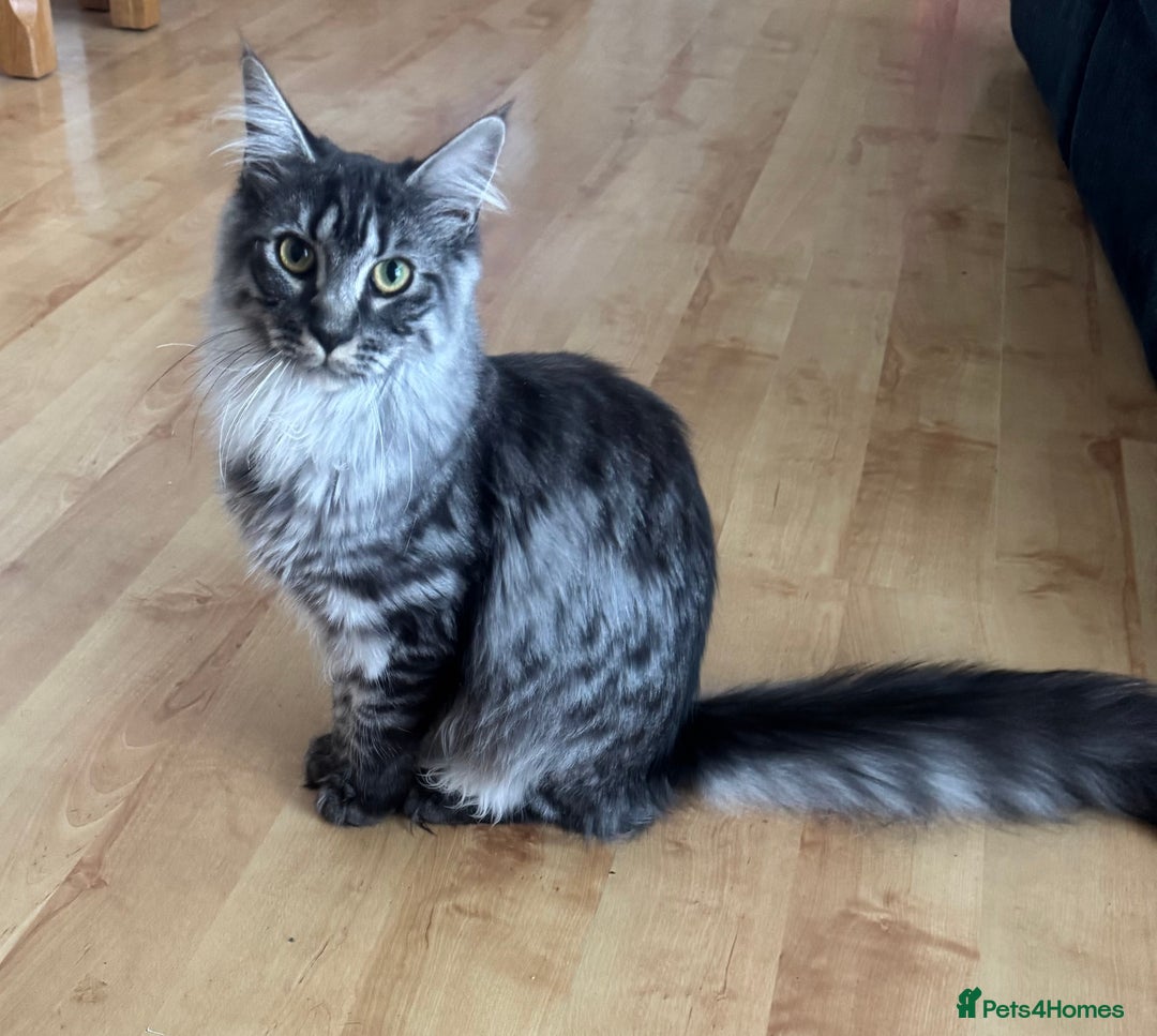 Maine Coon cats for sale: Mainecoon girl - Image 1