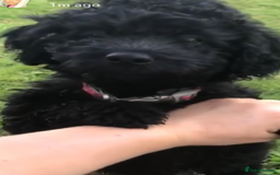 Cockapoo dogs for sale: Lucky  - Image 6