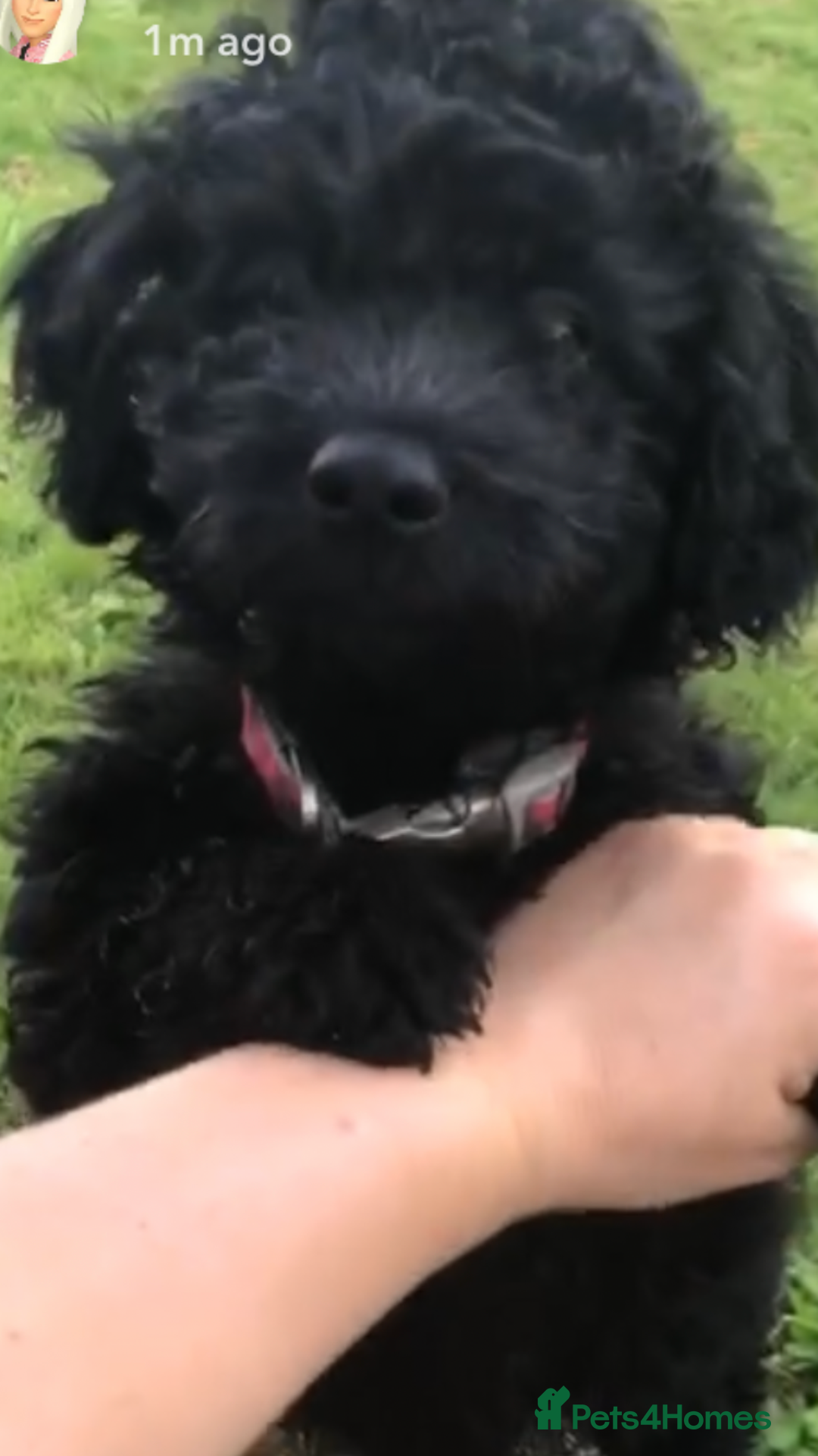 Cockapoo dogs for sale: Lucky  - Image 6