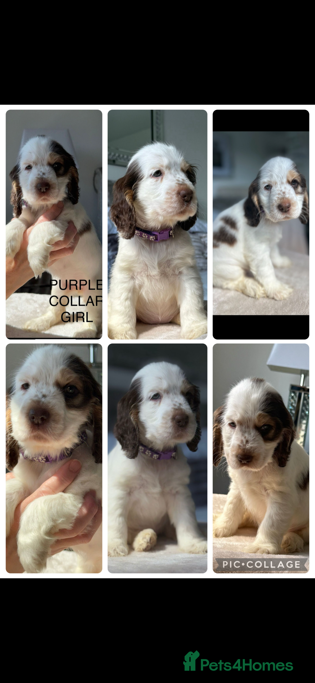 Cocker Spaniel dogs for sale: OUTSTANDING KC REG SHOW COCKER SPANIEL PUPPIES  - Image 27