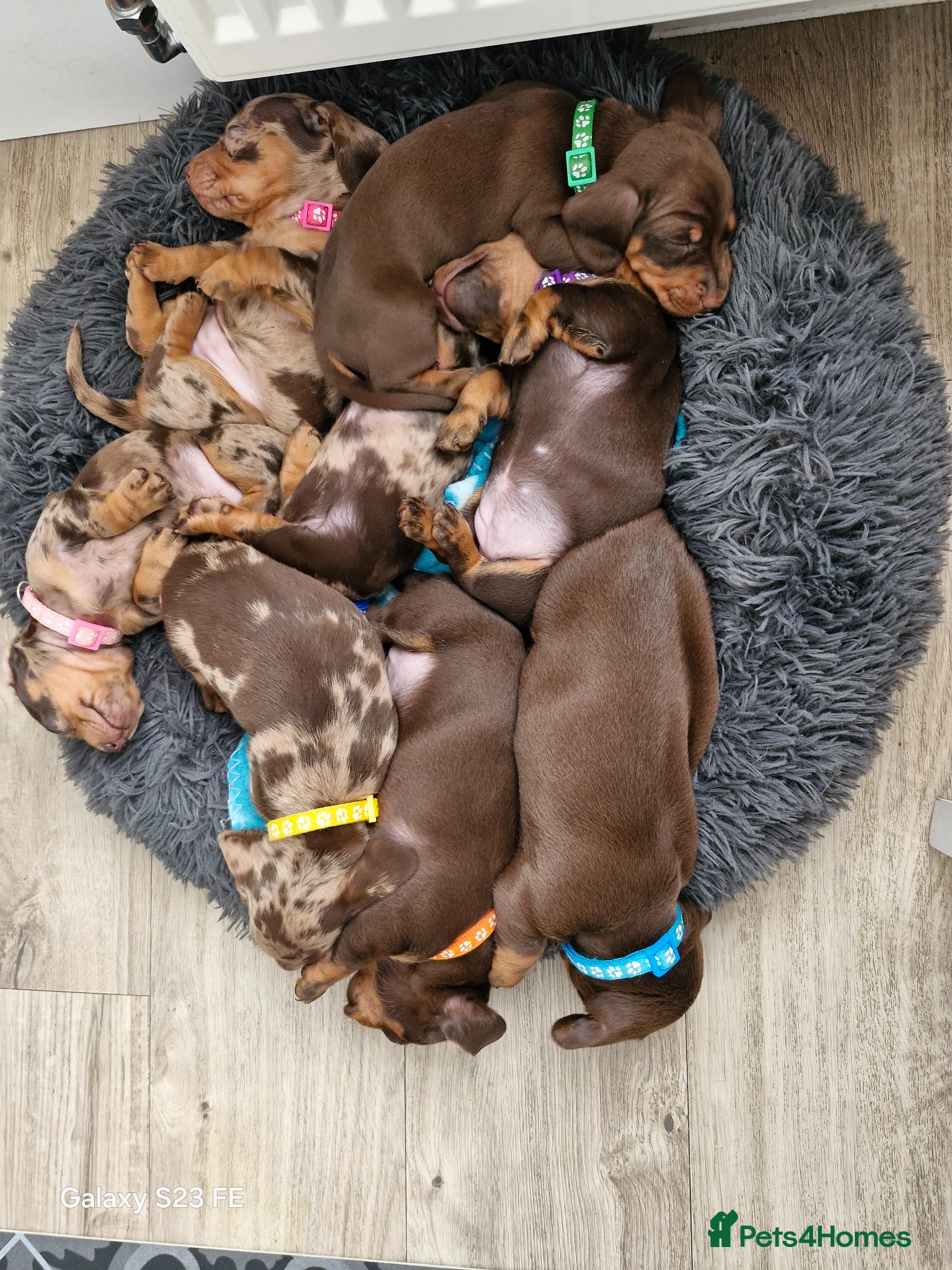 Miniature Dachshund dogs 4 Gorgeous KC registered Miniature Dachshunds. - Advert 17