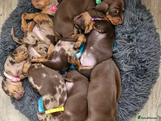 Miniature Dachshund dogs 4 Gorgeous KC registered Miniature Dachshunds. - Advert 17