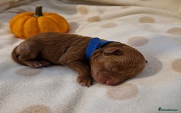 Maltipoo dogs for sale: 🐾✨️Beautiful Maltipoo Pups ready in December!🐾✨️ - Image 12