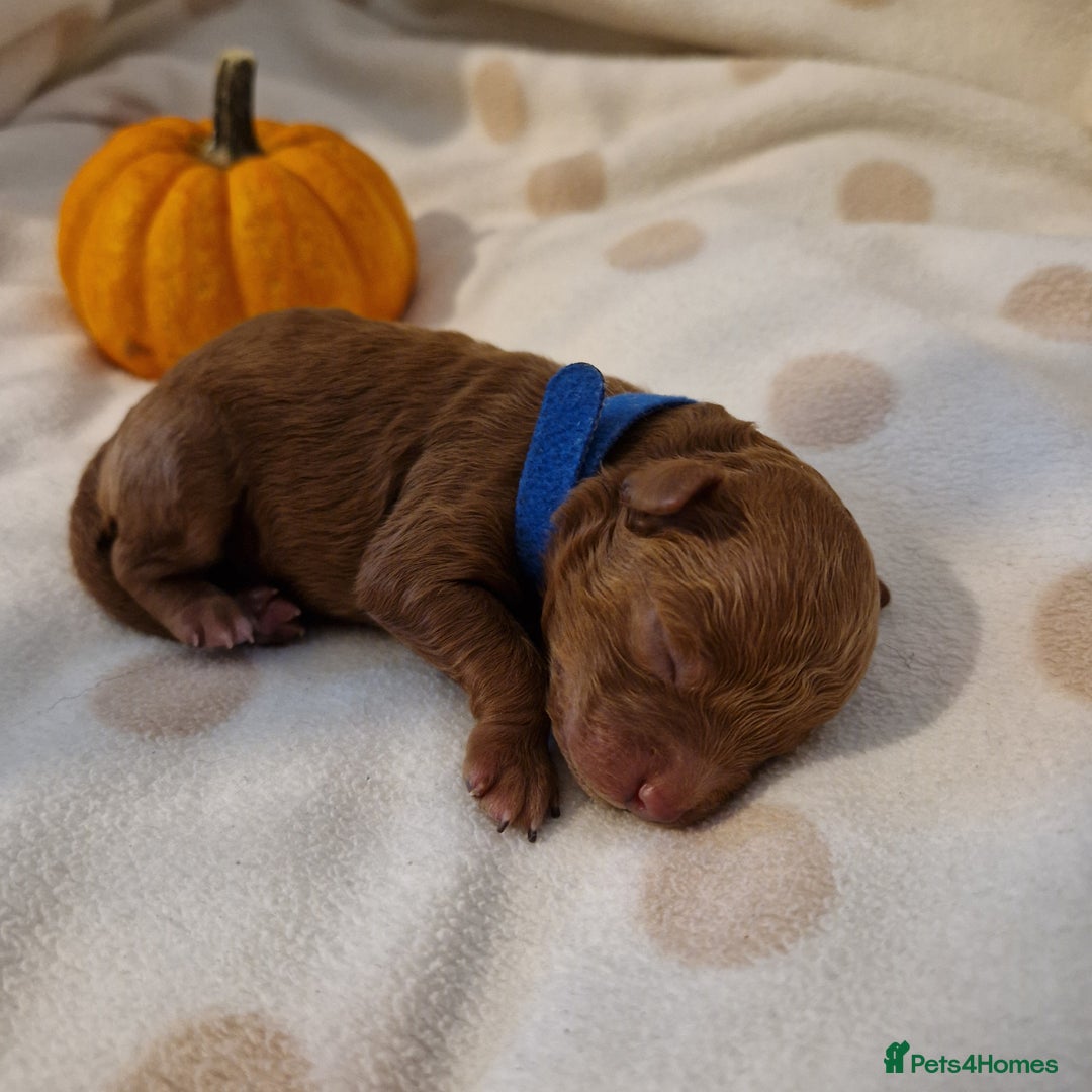 Maltipoo dogs for sale: 🐾✨️Beautiful Maltipoo Pups ready in December!🐾✨️ - Image 12