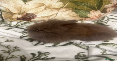 Mini Lion Lop rabbits - Advert 10