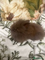 Mini Lion Lop rabbits - Advert 4