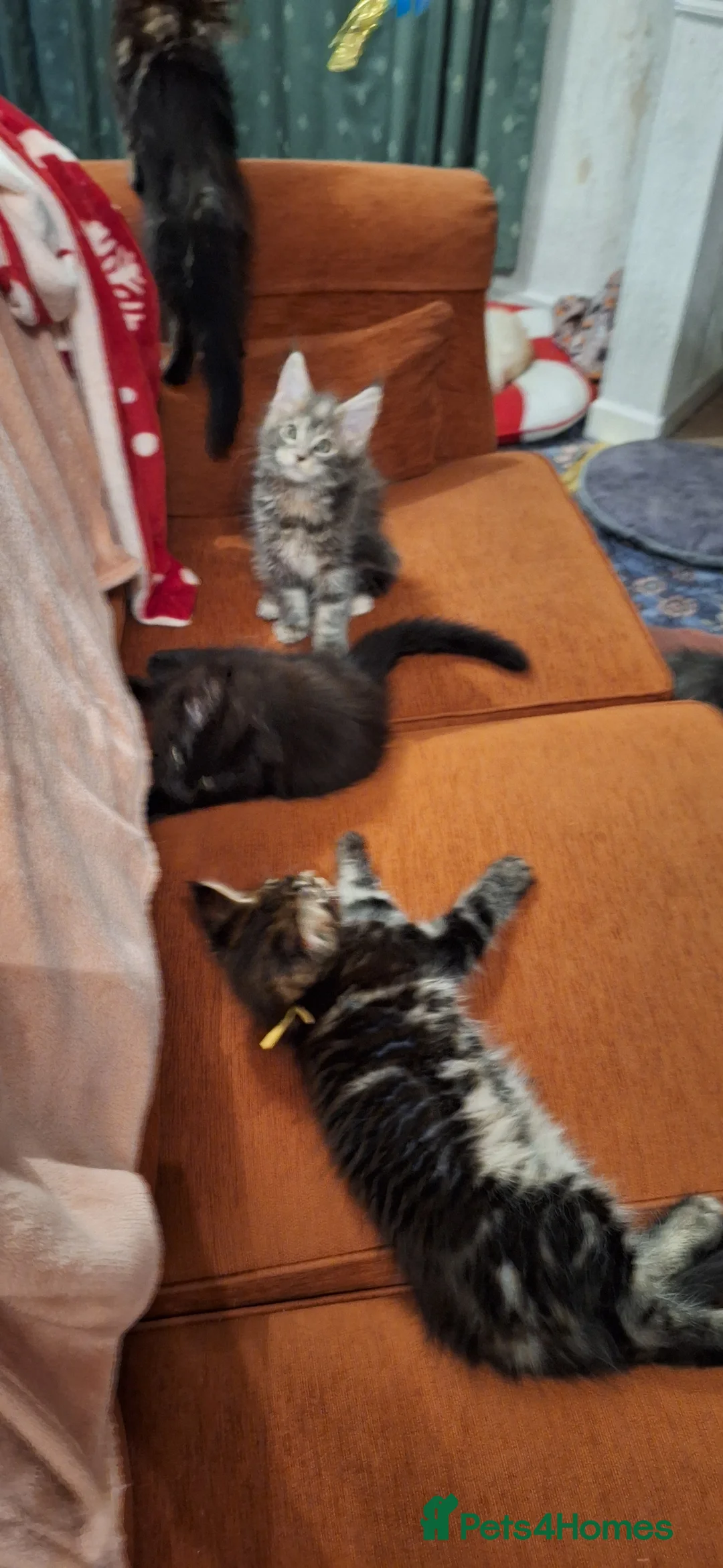 Maine Coon cats for sale: 😻1 Left  Ready Now Gorgeous Maine Coon Kitten 😻 - Advert 12