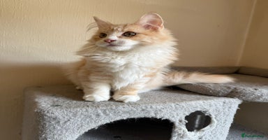 Maine Coon cats - Advert 2