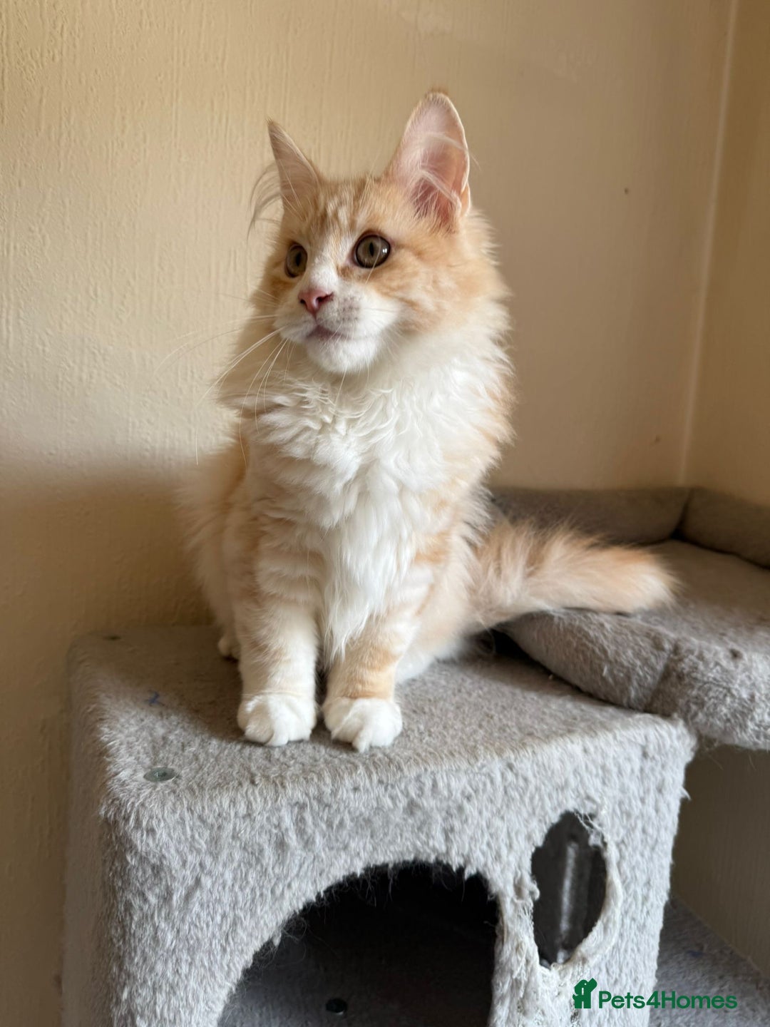 Maine Coon cats for sale: Stunning Maine coon kittens - Image 3