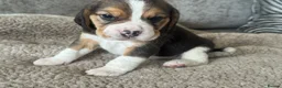 Beagle dogs for sale: TRUE SHOW TYPE KC REGISTERED BEAGLES - Advert 31