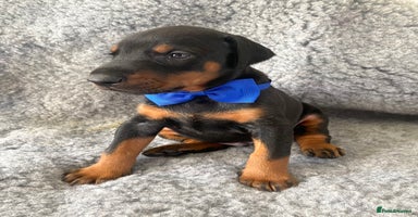 Dobermann dogs - Advert 3