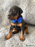 Dobermann dogs - Advert 4