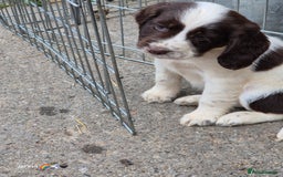 Sprocker dogs for sale: Beautiful sprocker pups  - Image 9
