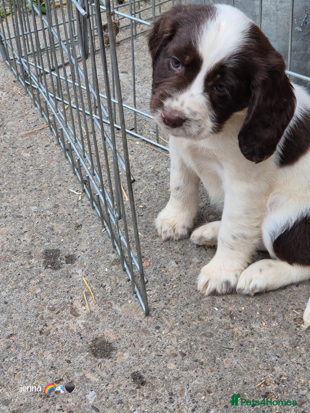 Sprocker dogs for sale: Beautiful sprocker pups  - Image 9