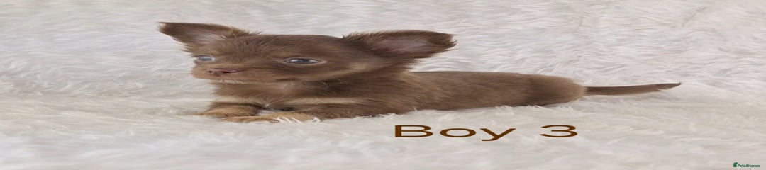 🤎 Boy 3 🤎 Chocolate and Tan 
