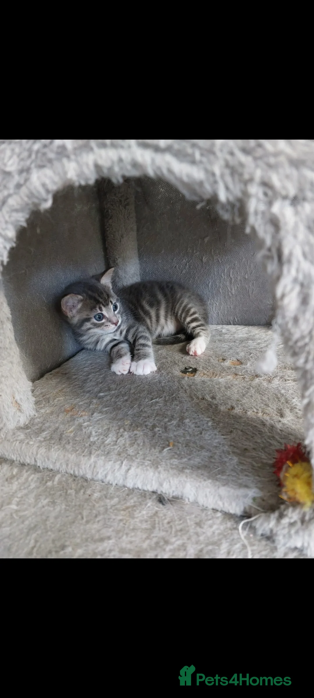 Mixed Breed cats for sale: 1 girl kitten left - Advert 2