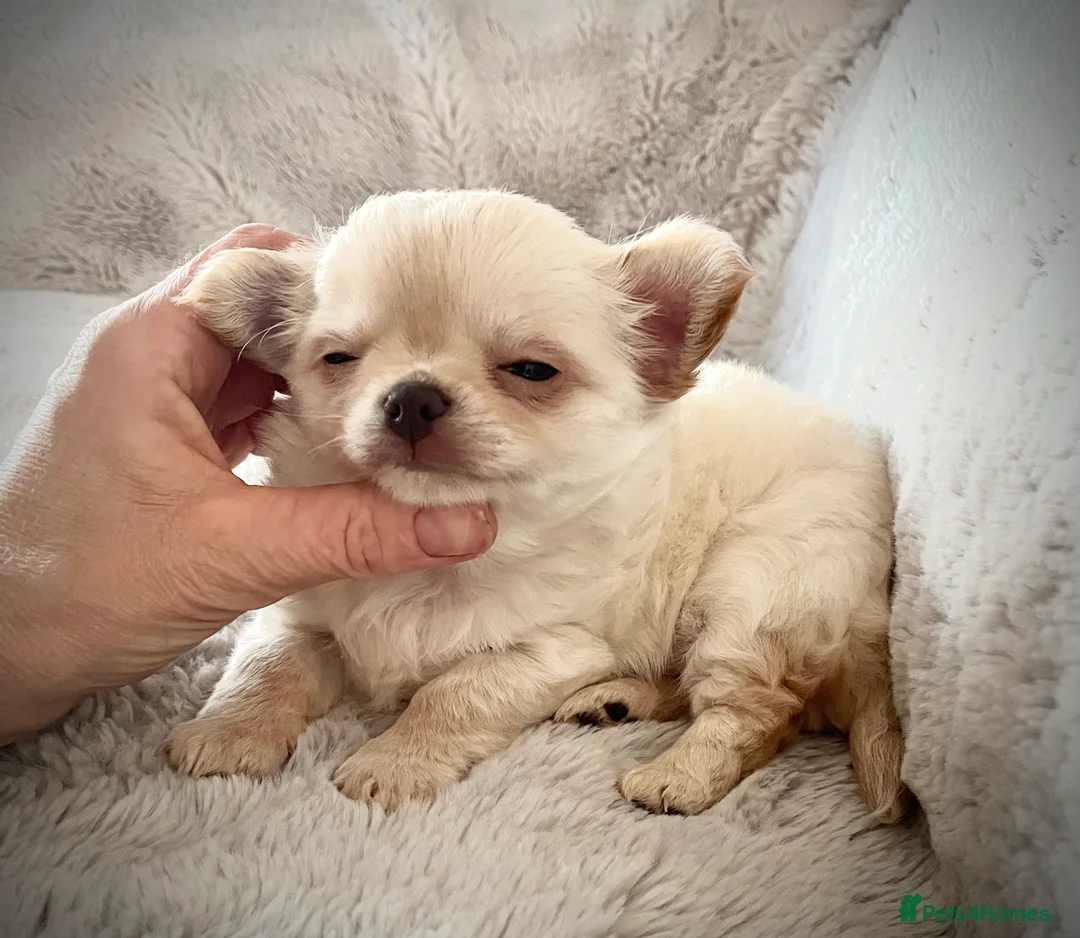Chihuahua dogs for sale: Long coat cream chihuahua make champ lines Kc reg - Advert 2