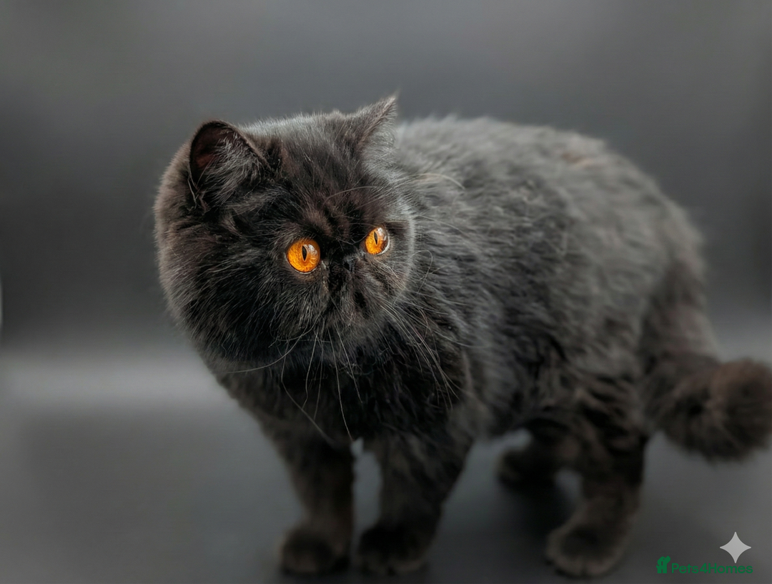 Exotic cats for sale: Stunning Solid Black Exotic Pedigree Female  - Advert 4