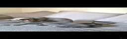 Russian Blue cats for sale: Russian Blue x - Advert 5