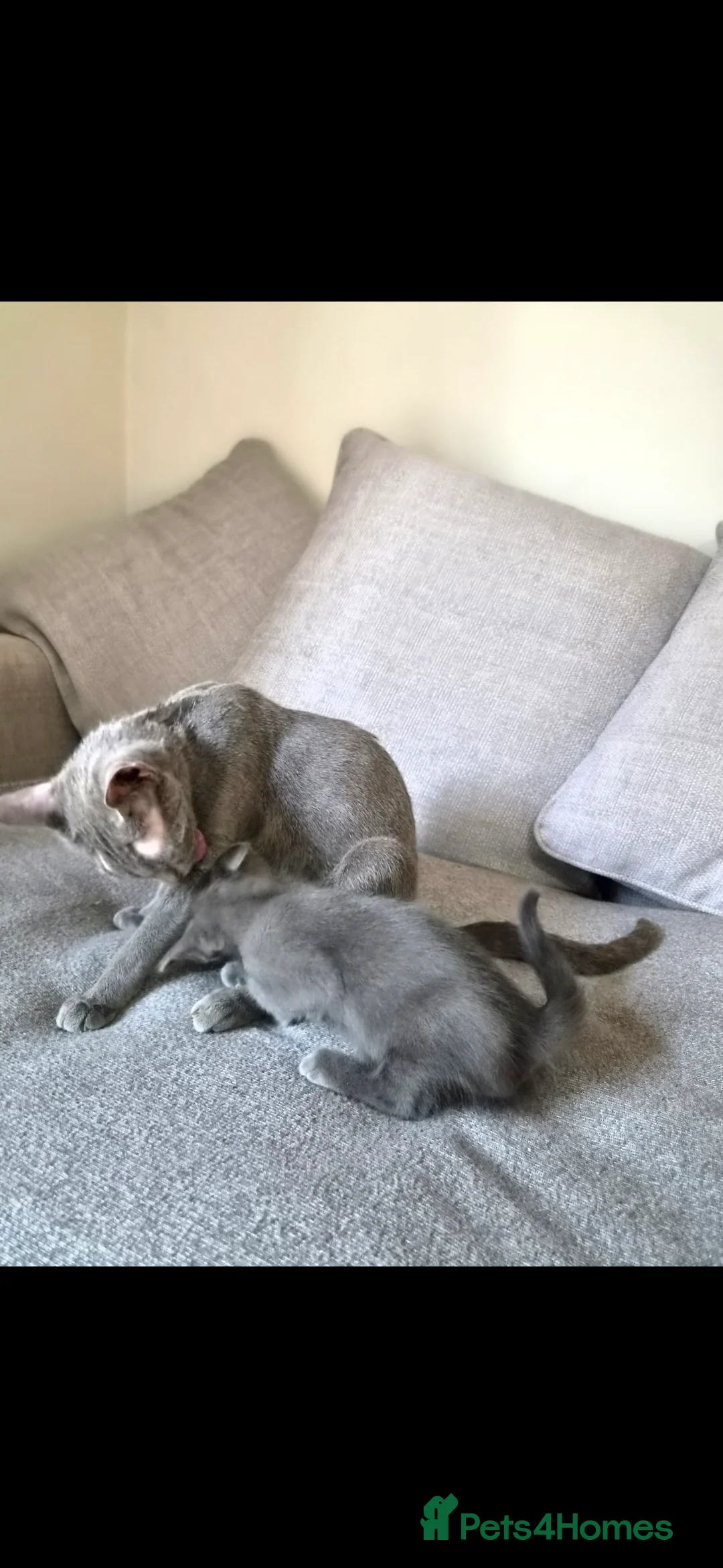 Russian Blue cats for sale: Russian Blue x - Advert 5