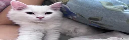 Munchkin cats for sale: Beautiful Girl kitten - Advert 5