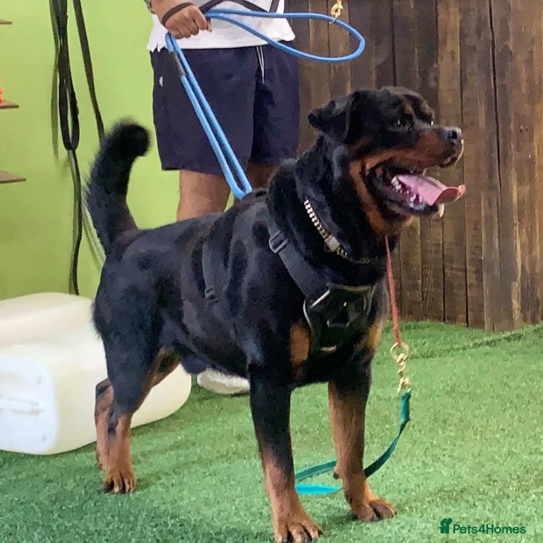 Rottweiler dogs for stud: Protection trained Serbian Rottweiler for Stud in Oldbury - Advert 2