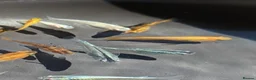 Ricefish fish for sale: Medaka Ricefish for sale, fish or eggs. - Advert 1